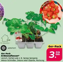 NETTO 6er-Pack Erdbeerpflanzen Angebot