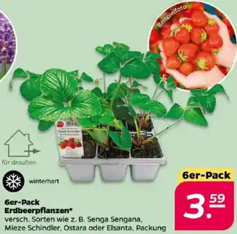 NETTO 6er-Pack Erdbeerpflanzen Angebot
