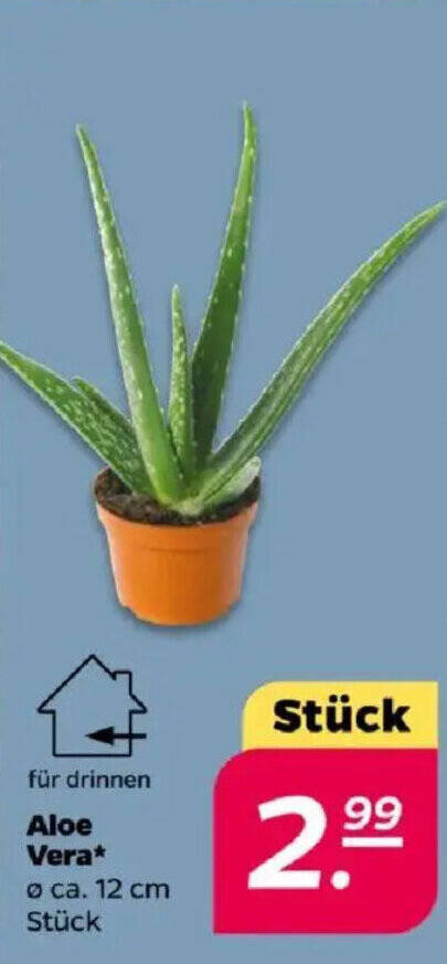 Aloe Vera Angebot bei NETTO