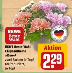 REWE REWE Beste Wahl Chrysantheme Duo Angebot