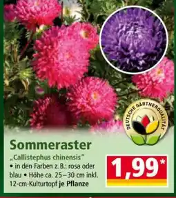 Norma Sommeraster Angebot