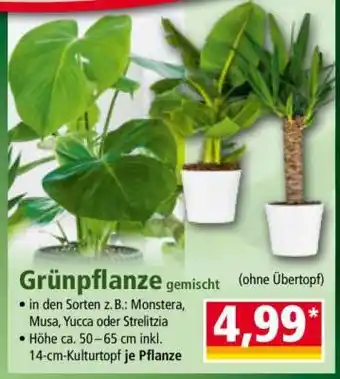 Norma Grünpflanze gemischt Angebot