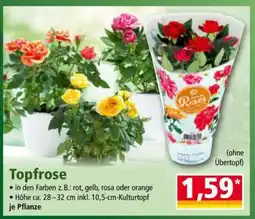 Norma Topfrose Angebot