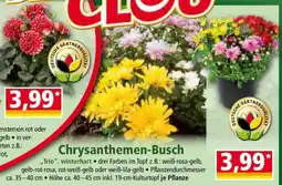 Norma Chrysanthemen-Busch Angebot