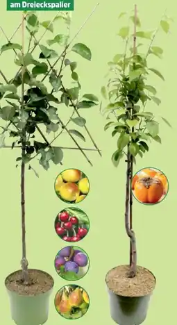 Thomas Philipps Obststämmchen Angebot