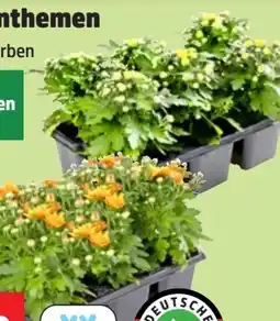 Thomas Philipps Chrysanthemen Angebot
