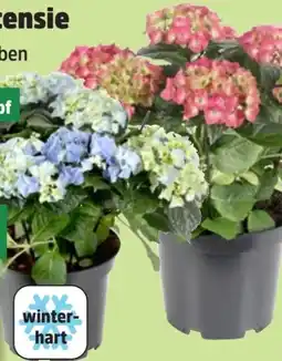 Thomas Philipps Ballhortensie Angebot