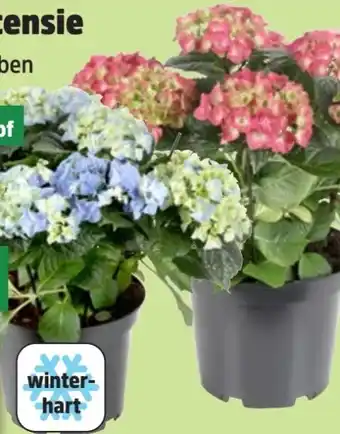 Thomas Philipps Ballhortensie Angebot