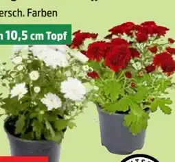 Thomas Philipps Chrysanthemen Patio Mum Angebot