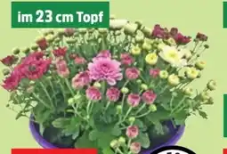 Thomas Philipps Chrysanthemen Mix in Schale Angebot