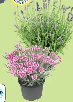 Thomas Philipps Lavendel Angebot