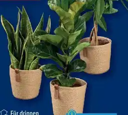 Lidl Grünmix Angebot