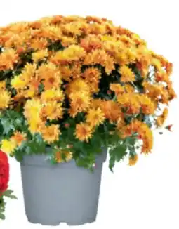 toom Baumarkt Chrysantheme Angebot