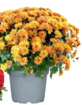 toom Baumarkt Chrysantheme Angebot