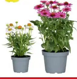 toom Baumarkt Sonnenhut Angebot