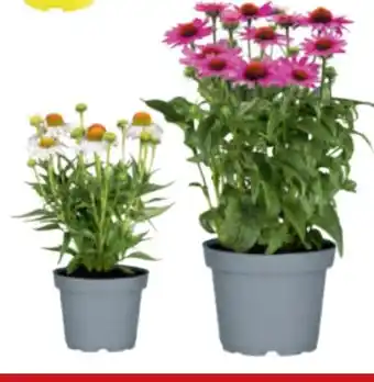 toom Baumarkt Sonnenhut Angebot