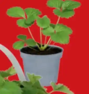 toom Baumarkt Erdbeerpflanzen Angebot