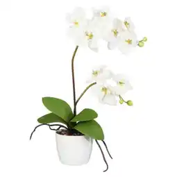 Poco Orchidee Angebot