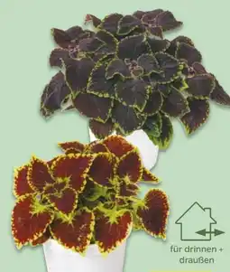 NETTO Coleus-Buntnessel Angebot