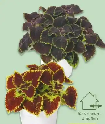 NETTO Coleus-Buntnessel Angebot