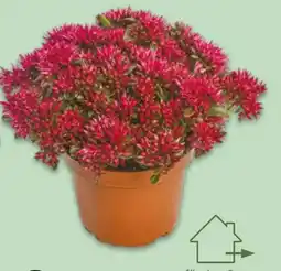 NETTO Sedum-Mix XXL Angebot