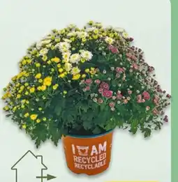 NETTO Chrysantheme Trios Angebot