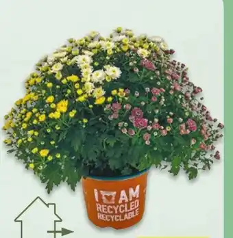NETTO Chrysantheme Trios Angebot