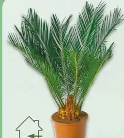 NETTO Palmfarn Cycas revoluta Angebot