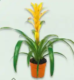 NETTO Bromelien Angebot
