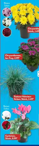 Aldi Süd Gardenline Blühpflanze Angebot