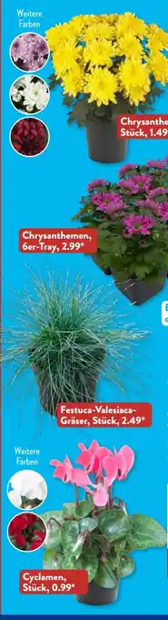Aldi Süd Gardenline Blühpflanze Angebot