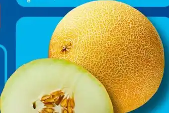 Aldi Süd Galiamelone Angebot