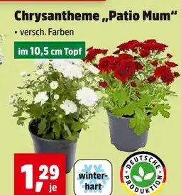 Thomas Philipps Chrysantheme patio mum Angebot