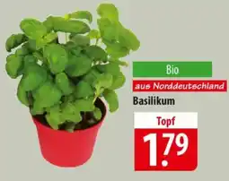 Famila Nord Ost Basilikum Angebot