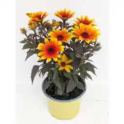 toom Baumarkt Sonnenauge verschiedene Sorten 17 cm Topf Angebot