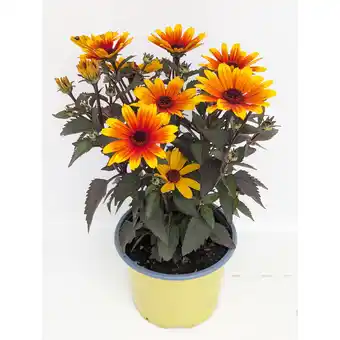 toom Baumarkt Sonnenauge verschiedene Sorten 17 cm Topf Angebot