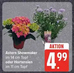 Edeka Astern Showmaker oder Hortensien Angebot