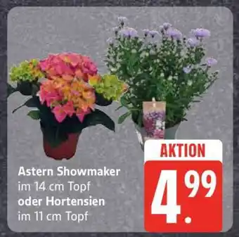 Edeka Astern Showmaker oder Hortensien Angebot
