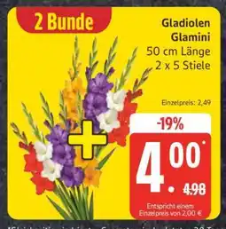 Edeka Gladiolen 'Glamini' Angebot