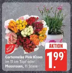 Edeka Gartennelke Pink Kisses im 11 cm Topf oder Moosrosen, 11 Stiele Angebot