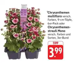 Edeka Chrysanthemen multiflora Angebot