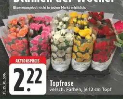 Edeka Topfrose Angebot
