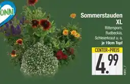 Edeka Sommerstauden XL Angebot