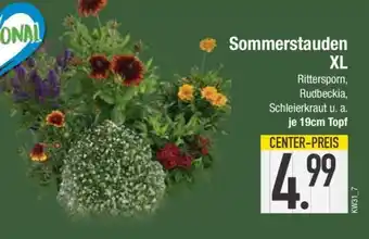 Edeka Sommerstauden XL Angebot