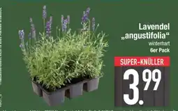 Edeka Lavendel angustifolia Angebot