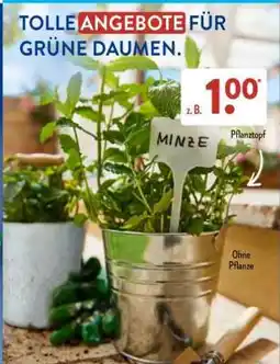 Aldi Süd Pflanztopf Angebot