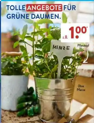 Aldi Süd Pflanztopf Angebot