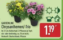 Aldi Nord GARDENLINE Chrysanthemen/-Trio Angebot