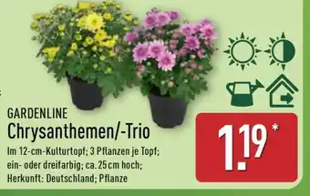 Aldi Nord GARDENLINE Chrysanthemen/-Trio Angebot