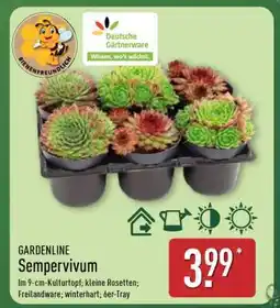 Aldi Nord GARDENLINE Sempervivum Angebot